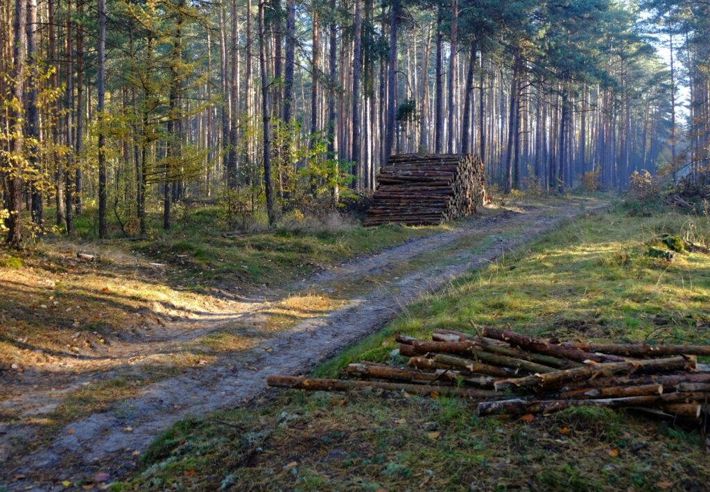 Branża recyklingu drewna kluczowa dla polskiego sektora drzewnego – raport wskazuje na luki prawne